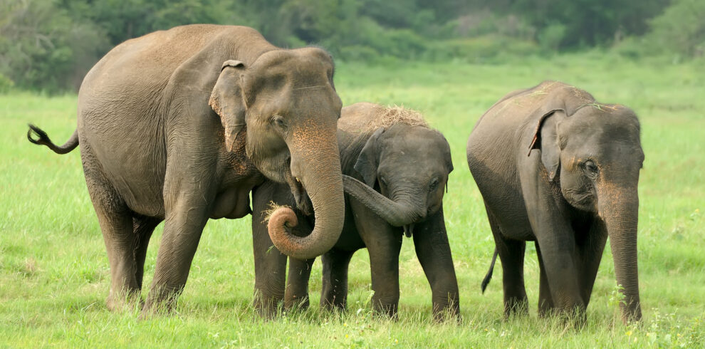 Elephants