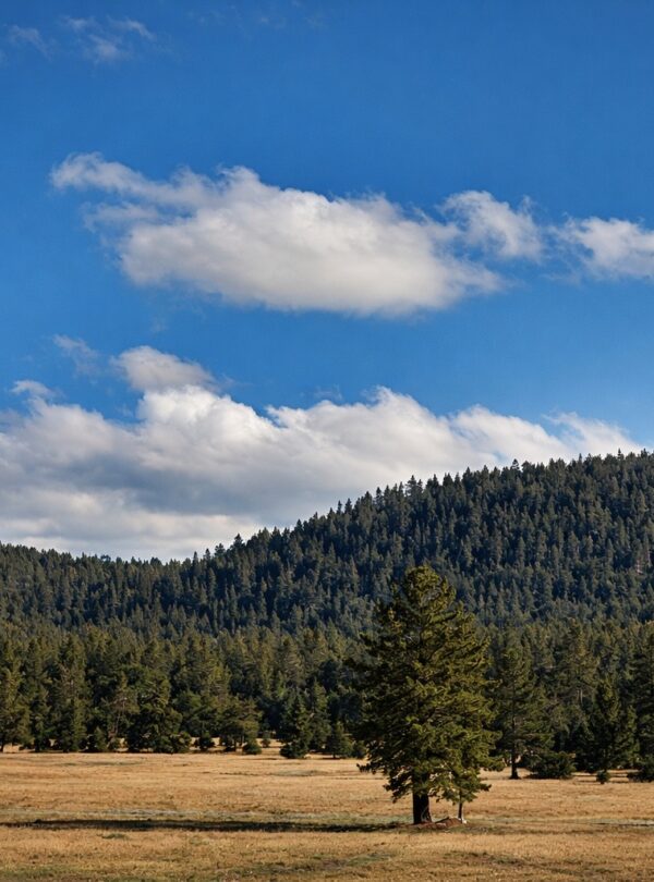 Daringbadi