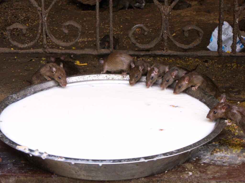 Rat temple
