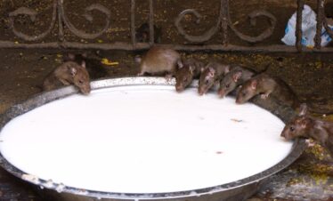 Rat temple