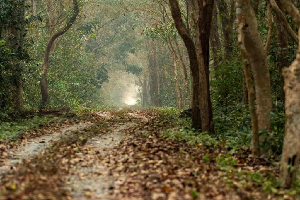 Buxa – Jayanti Jungle Trek