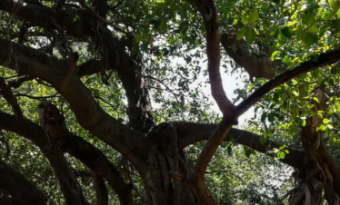Mahabubnagar Temple & Nature Tour