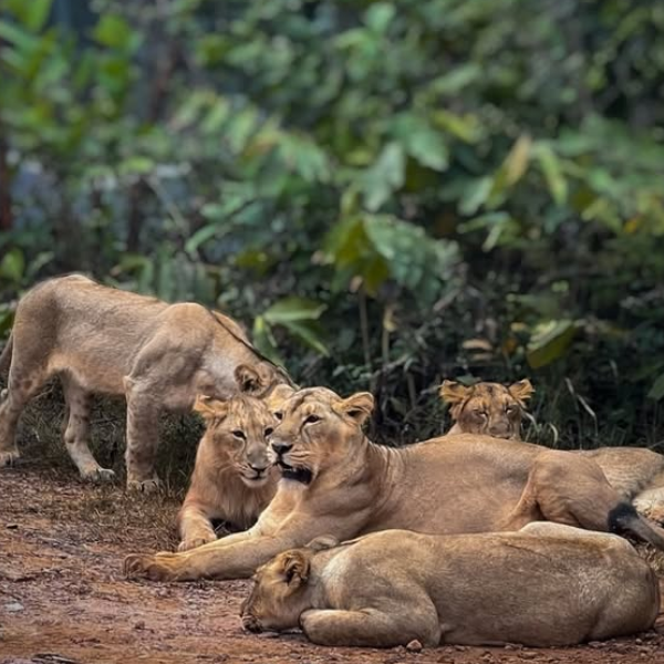 Lion Safari Wildlife Park