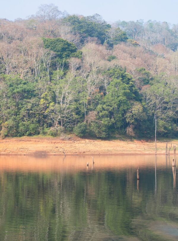 Thekkady Wildlife & Spice Plantation Tour