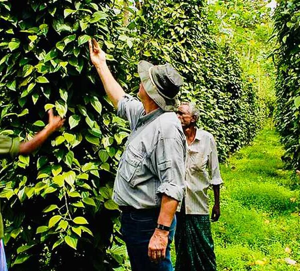 Thekkady Wildlife & Spice Plantation Tour