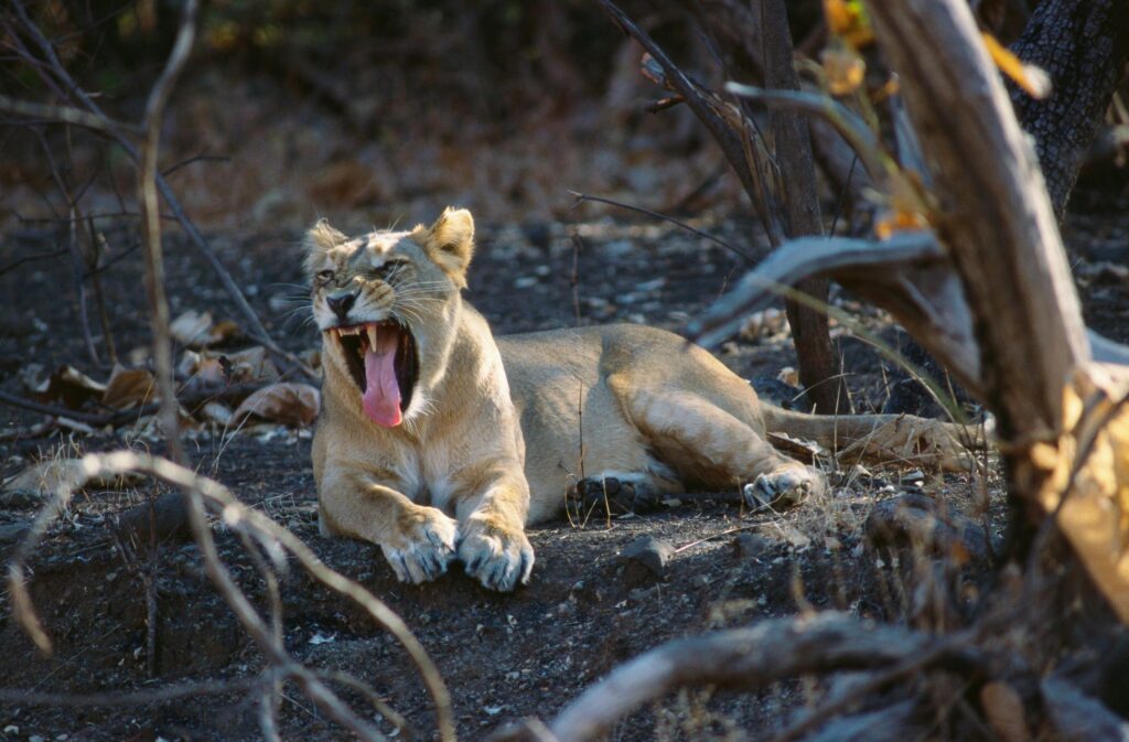 Gir National Park Wildlife Tour