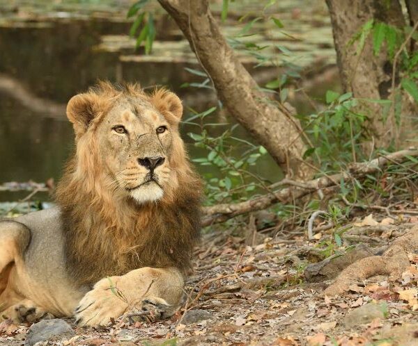 Gir National Park Wildlife Tour