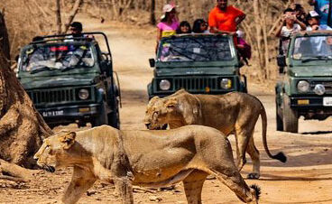 Gir National Park Wildlife Tour